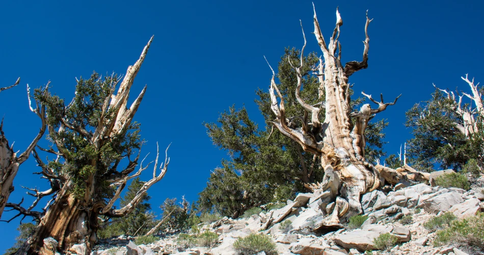 Ultimate Lone Pine Road Trip Guide: Scenic Routes & Hidden Gems